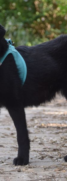 soja – Mischling, Weibchen, 1 Jahr, Ungarn – Foto 5