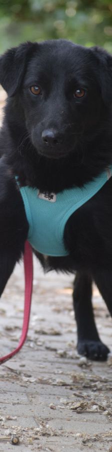 soja – Mischling, Weibchen, 1 Jahr, Ungarn – Foto 6