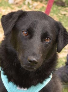 soja – Mischling, Weibchen, 1 Jahr, Ungarn – Foto 7