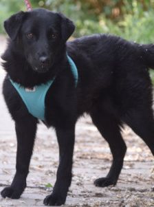 soja – Mischling, Weibchen, 1 Jahr, Ungarn – Foto 8