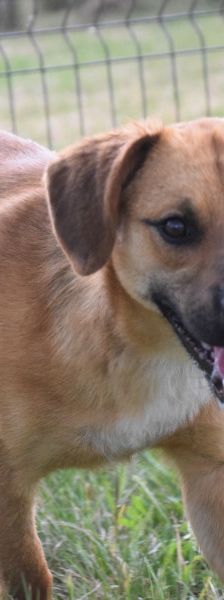 scooter – Mischling, Männchen, 2 Jahre, Ungarn – Foto 1