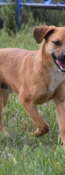 scooter – Mischling, Männchen, 2 Jahre, Ungarn – Foto 2