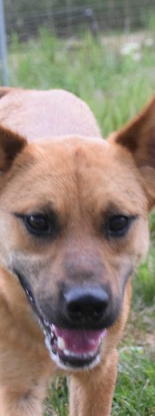 scooter – Mischling, Männchen, 2 Jahre, Ungarn – Foto 3