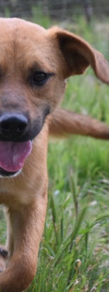 scooter – Mischling, Männchen, 2 Jahre, Ungarn – Foto 5