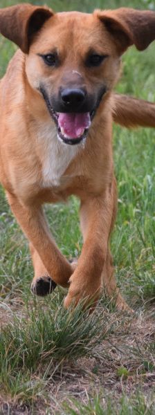 scooter – Mischling, Männchen, 2 Jahre, Ungarn – Foto 6