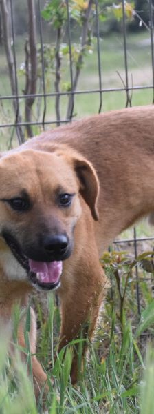 scooter – Mischling, Männchen, 2 Jahre, Ungarn – Foto 7
