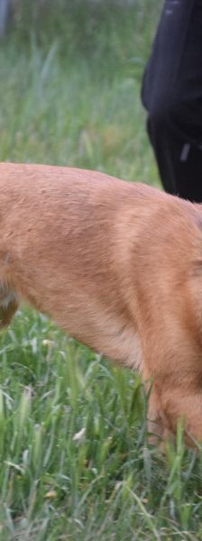 scooter – Mischling, Männchen, 2 Jahre, Ungarn – Foto 8