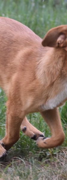 scooter – Mischling, Männchen, 2 Jahre, Ungarn – Foto 9