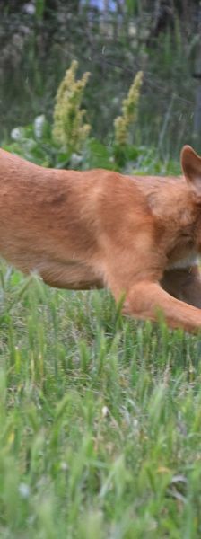 scooter – Mischling, Männchen, 2 Jahre, Ungarn – Foto 10