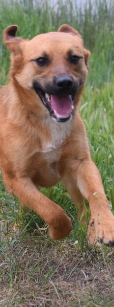 scooter – Mischling, Männchen, 2 Jahre, Ungarn – Foto 11
