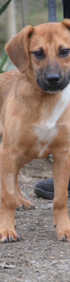 scooter – Mischling, Männchen, 2 Jahre, Ungarn – Foto 12