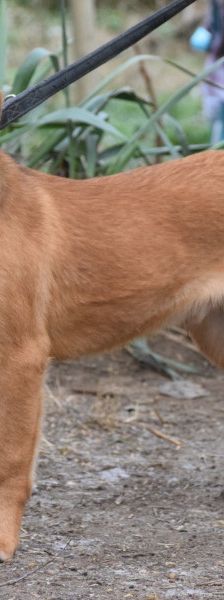 scooter – Mischling, Männchen, 2 Jahre, Ungarn – Foto 14