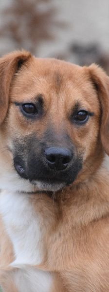 scooter – Mischling, Männchen, 2 Jahre, Ungarn – Foto 15