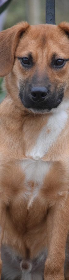 scooter – Mischling, Männchen, 2 Jahre, Ungarn – Foto 18