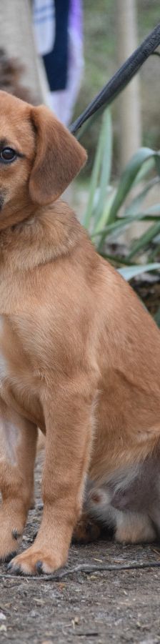 scooter – Mischling, Männchen, 2 Jahre, Ungarn – Foto 19