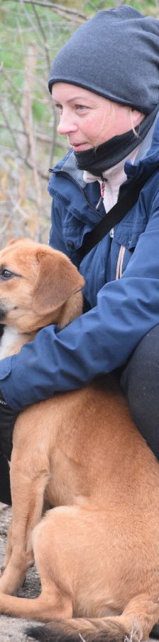 scooter – Mischling, Männchen, 2 Jahre, Ungarn – Foto 20