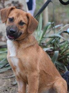 scooter – Mischling, Männchen, 2 Jahre, Ungarn – Foto 22