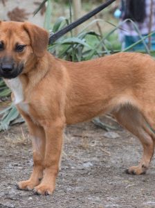 scooter – Mischling, Männchen, 2 Jahre, Ungarn – Foto 23