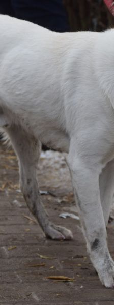 dustin – Mischling, Männchen, 2 Jahre, Ungarn – Foto 3