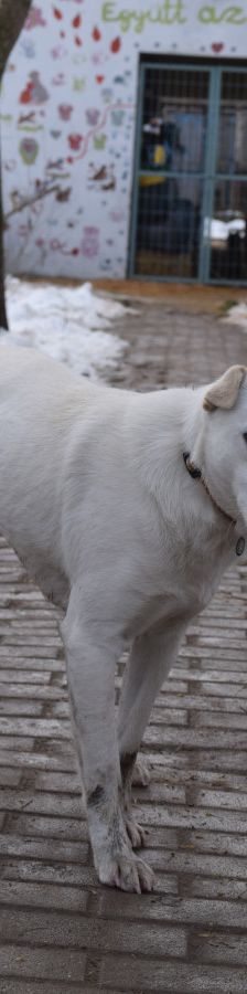dustin – Mischling, Männchen, 2 Jahre, Ungarn – Foto 4