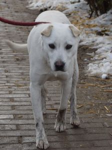dustin – Mischling, Männchen, 2 Jahre, Ungarn – Foto 11