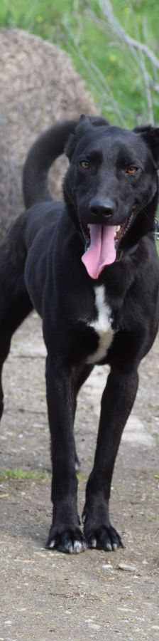 Lacy – Mischling, Männchen, 3 Jahre, Ungarn – Foto 1