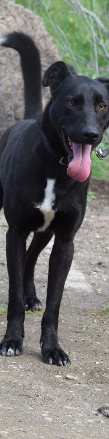 Lacy – Mischling, Männchen, 3 Jahre, Ungarn – Foto 5