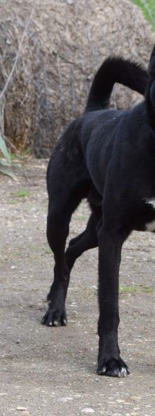 Lacy – Mischling, Männchen, 3 Jahre, Ungarn – Foto 6
