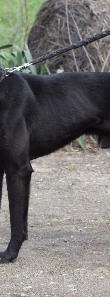 Lacy – Mischling, Männchen, 3 Jahre, Ungarn – Foto 8
