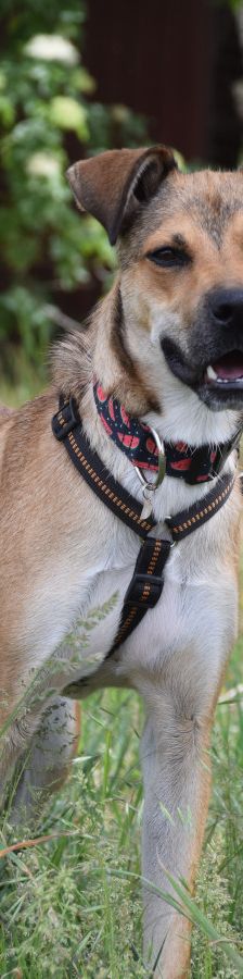 wenko – Mischling, Männchen, 1 Jahr, Ungarn – Foto 3