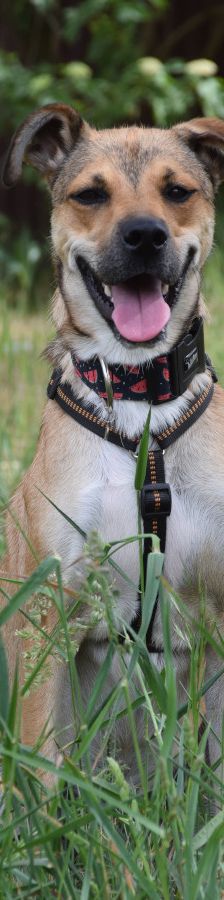 wenko – Mischling, Männchen, 1 Jahr, Ungarn – Foto 6
