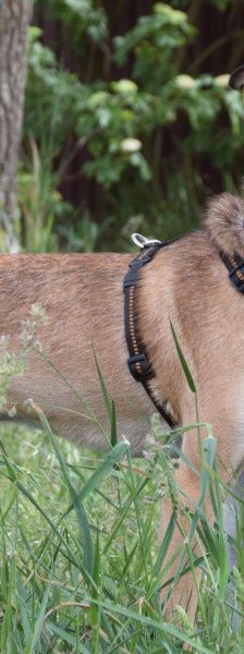 wenko – Mischling, Männchen, 1 Jahr, Ungarn – Foto 7