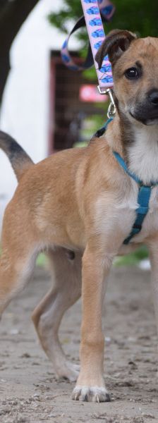 wenko – Mischling, Männchen, 1 Jahr, Ungarn – Foto 11