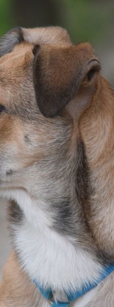 wenko – Mischling, Männchen, 1 Jahr, Ungarn – Foto 15