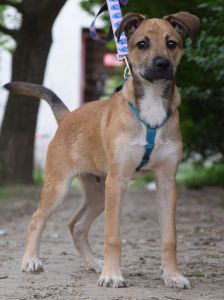 wenko – Mischling, Männchen, 1 Jahr, Ungarn – Foto 18