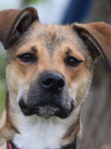 wenko – Mischling, Männchen, 1 Jahr, Ungarn – Foto 19