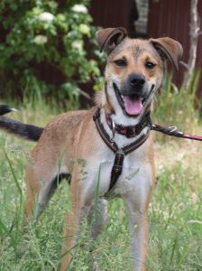 wenko – Mischling, Männchen, 1 Jahr, Ungarn – Foto 20