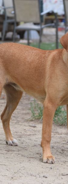 mango – Mischling, Männchen, 1 Jahr, Ungarn – Foto 2