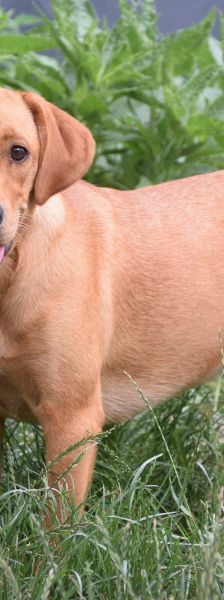 mango – Mischling, Männchen, 1 Jahr, Ungarn – Foto 3