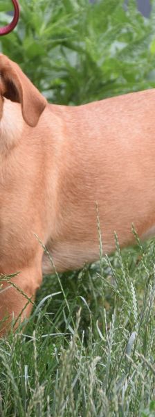 mango – Mischling, Männchen, 1 Jahr, Ungarn – Foto 6