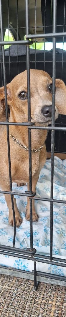 cäcilia – Mischling, Weibchen, 6 Monate, Ungarn – Foto 1
