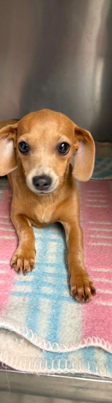 cäcilia – Mischling, Weibchen, 6 Monate, Ungarn – Foto 4