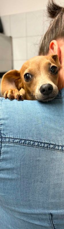 cäcilia – Mischling, Weibchen, 6 Monate, Ungarn – Foto 5