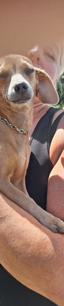 cäcilia – Mischling, Weibchen, 6 Monate, Ungarn – Foto 6