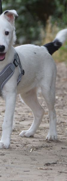 galina – Mischling, Weibchen, 4 Monate, Ungarn – Foto 2
