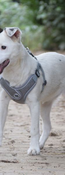 galina – Mischling, Weibchen, 4 Monate, Ungarn – Foto 6