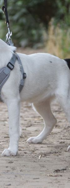 galina – Mischling, Weibchen, 4 Monate, Ungarn – Foto 7