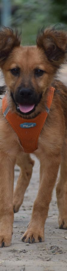 anton – Mischling, Männchen, 5 Monate, Ungarn – Foto 1