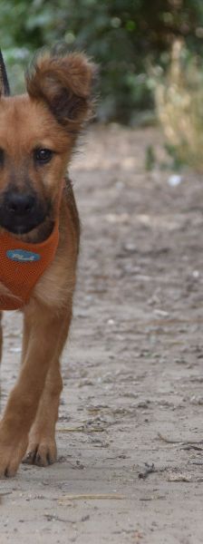 anton – Mischling, Männchen, 5 Monate, Ungarn – Foto 3