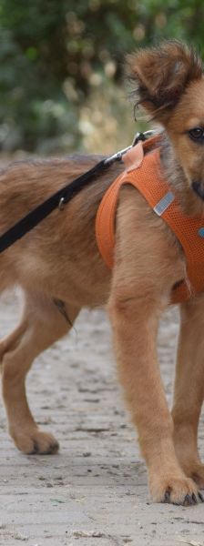 anton – Mischling, Männchen, 5 Monate, Ungarn – Foto 4